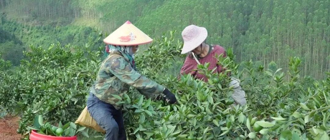 广西特早熟柑桔上市了！2.8元/斤，价格稳定